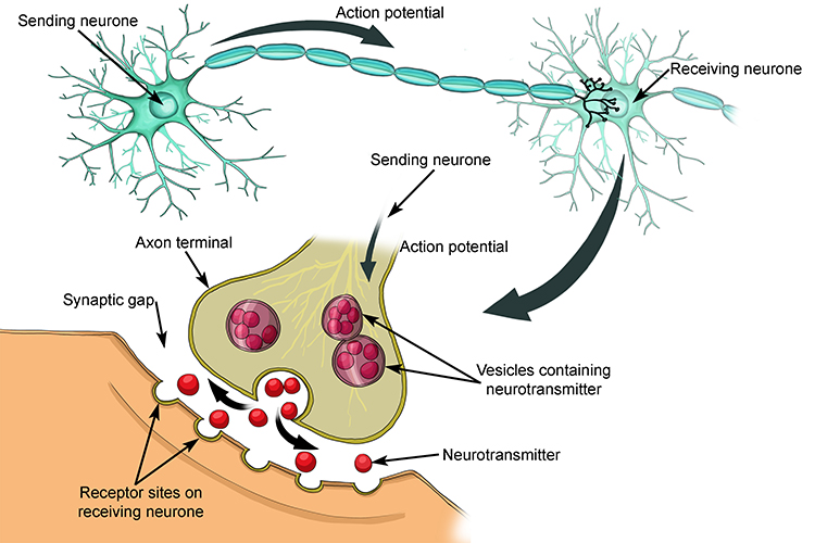 The axon terminal is a transmitter at end of axon